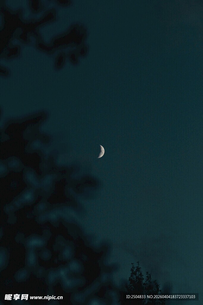 夜幕下的弯月与树梢