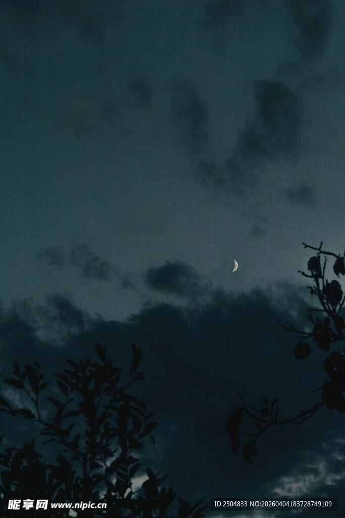 夜空下的树木与朦胧月色