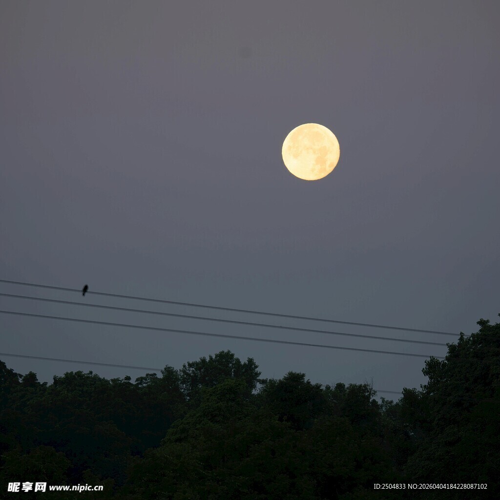月下电线与飞鸟