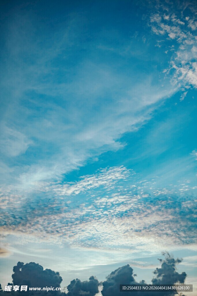 蓝天之下的树木剪影