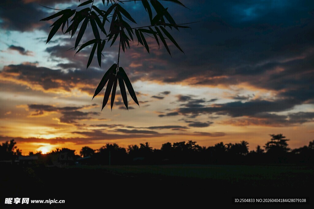 夕阳下的田野与植物剪影