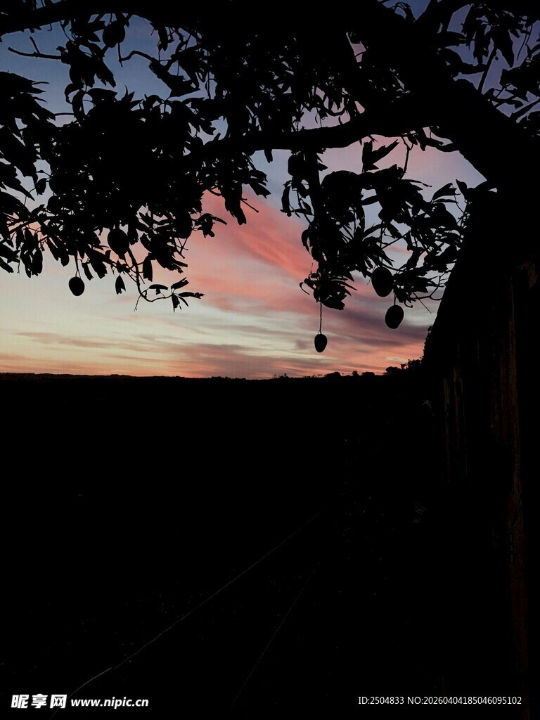 夕阳下的树影轮廓