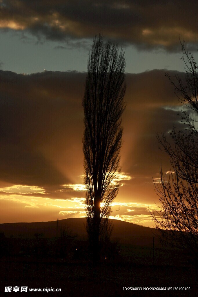 夕阳下的孤树剪影