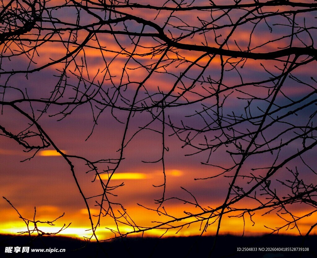 夕阳下的树枝剪影