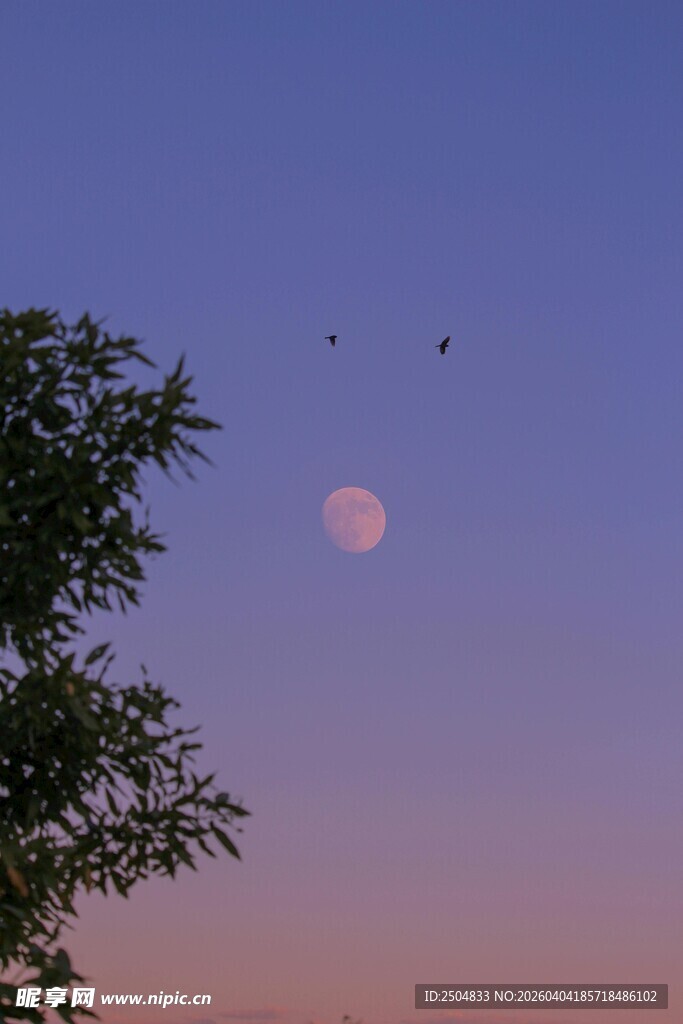 黄昏树梢间的粉色月亮