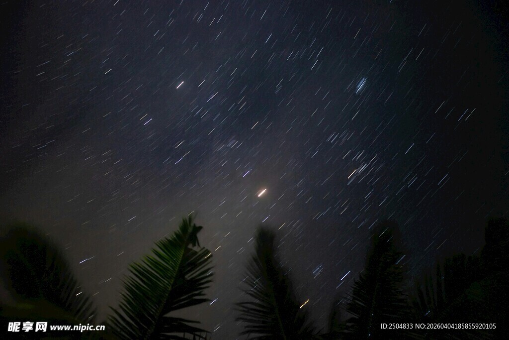 夜空下的繁星与绿植
