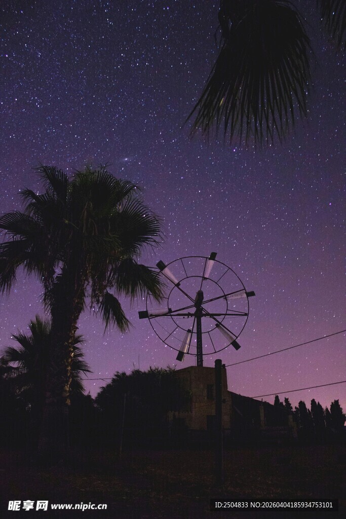 夜空下的棕榈树与电线杆