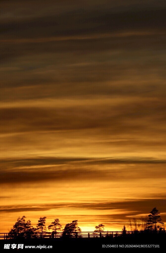 日落时分的树木剪影