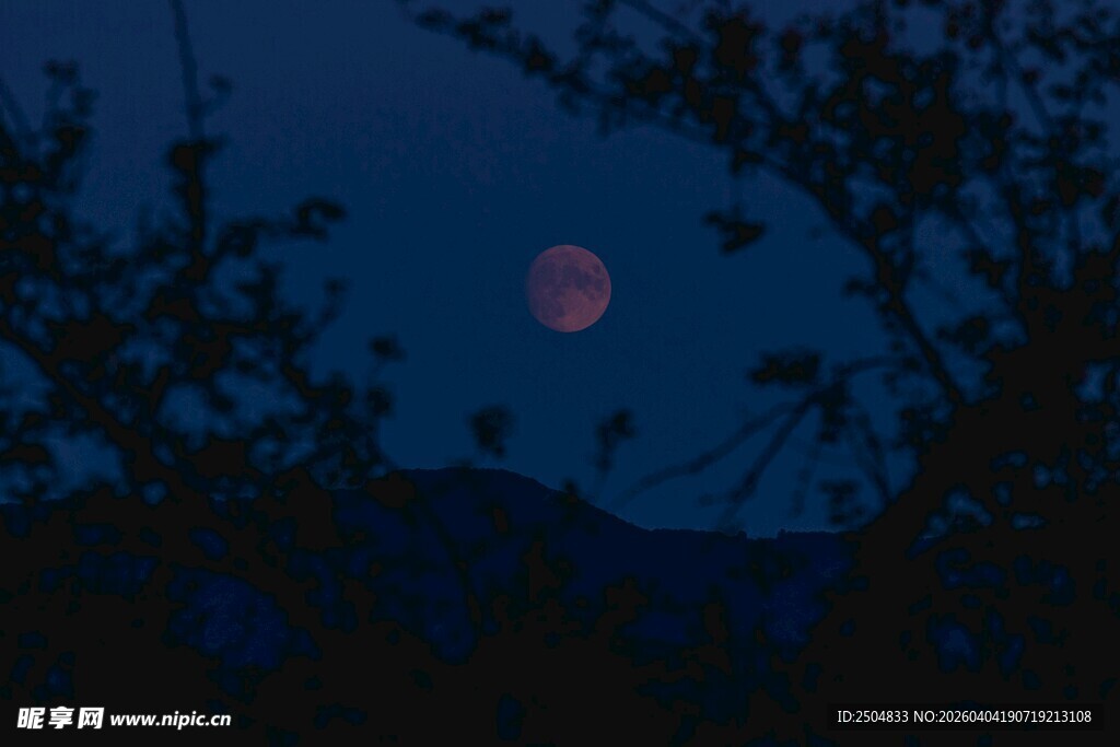 月夜树影下的朦胧美景
