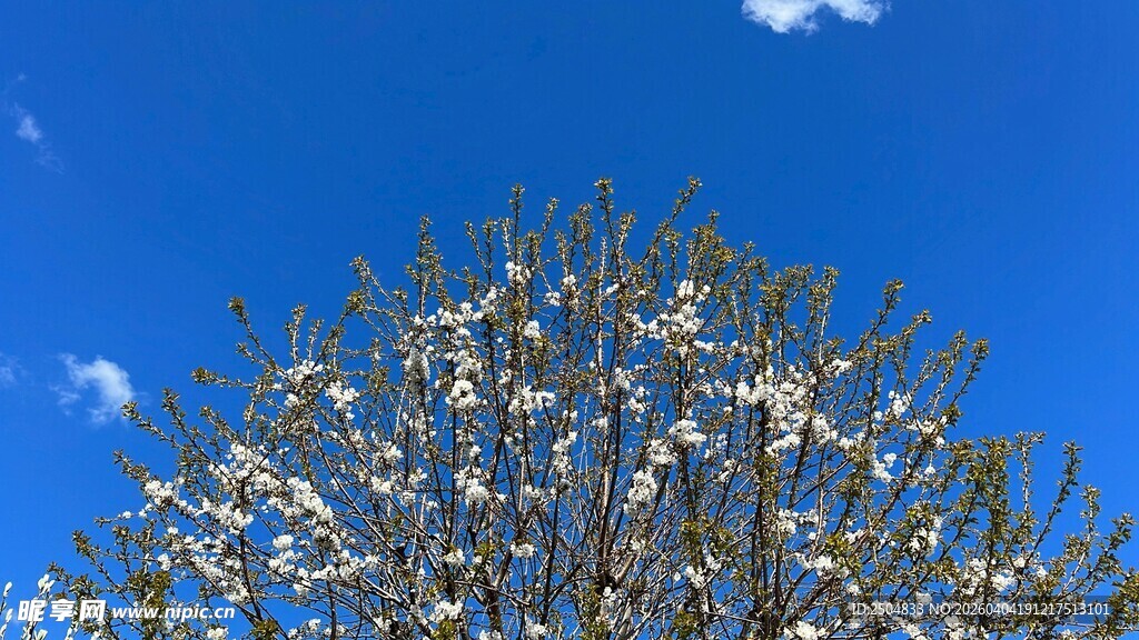 蓝天映衬下的繁花满树