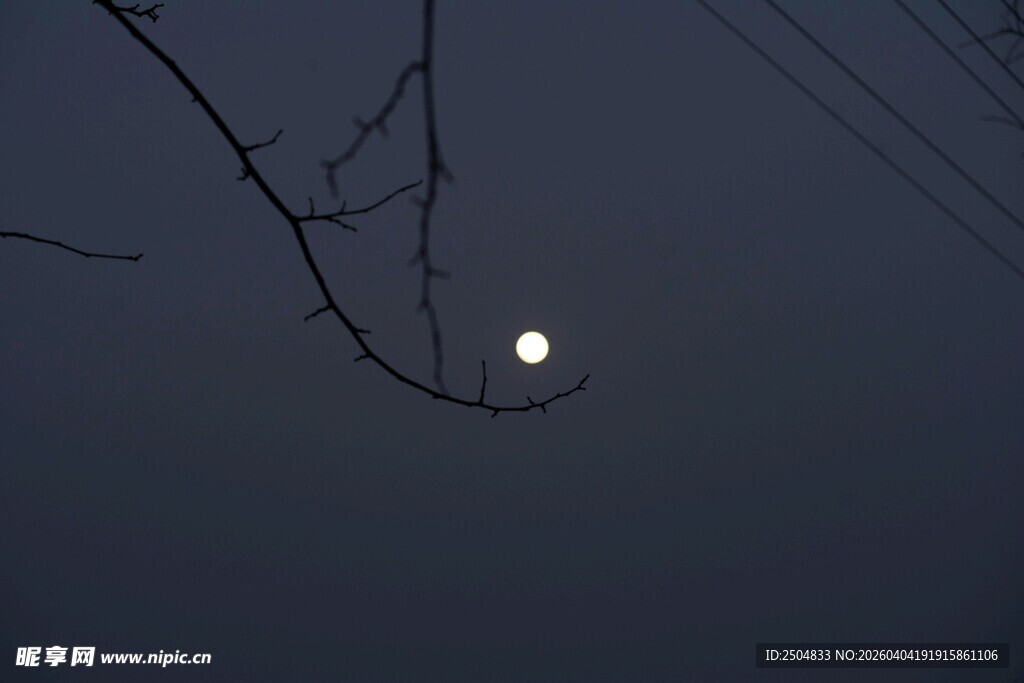 月下树枝剪影