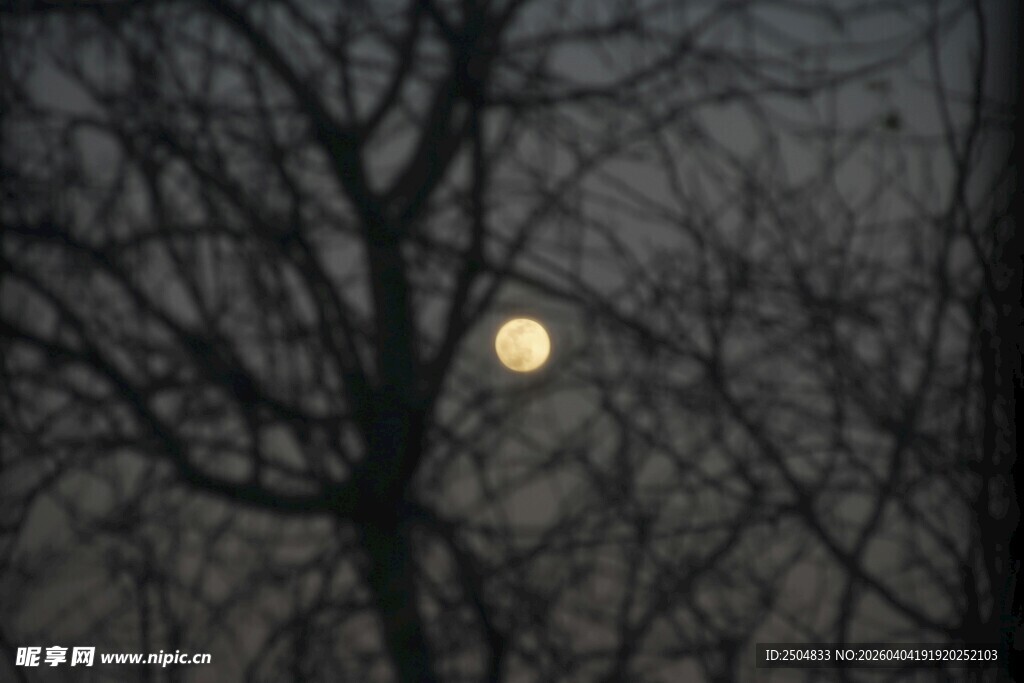 月夜下的枯树剪影