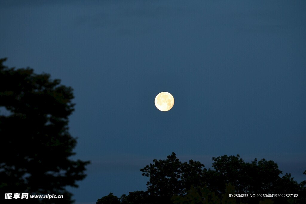 夜幕下的明月与树梢