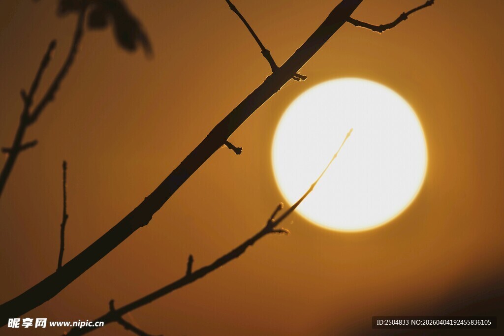 夕阳下的树枝剪影