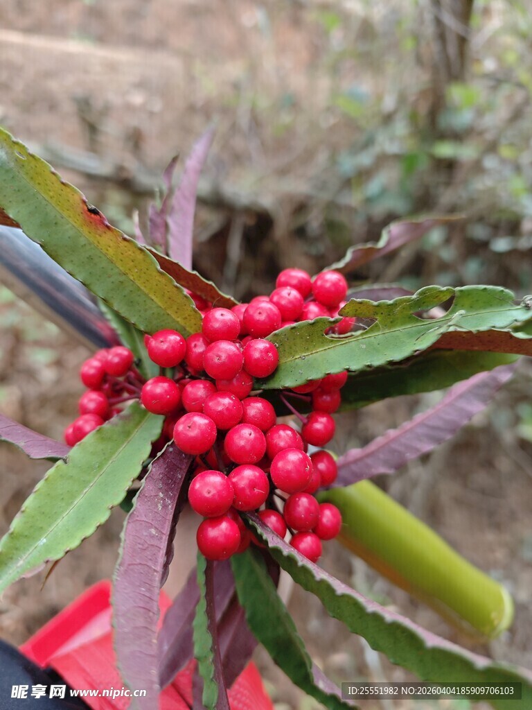 鲜艳红果配绿叶植物