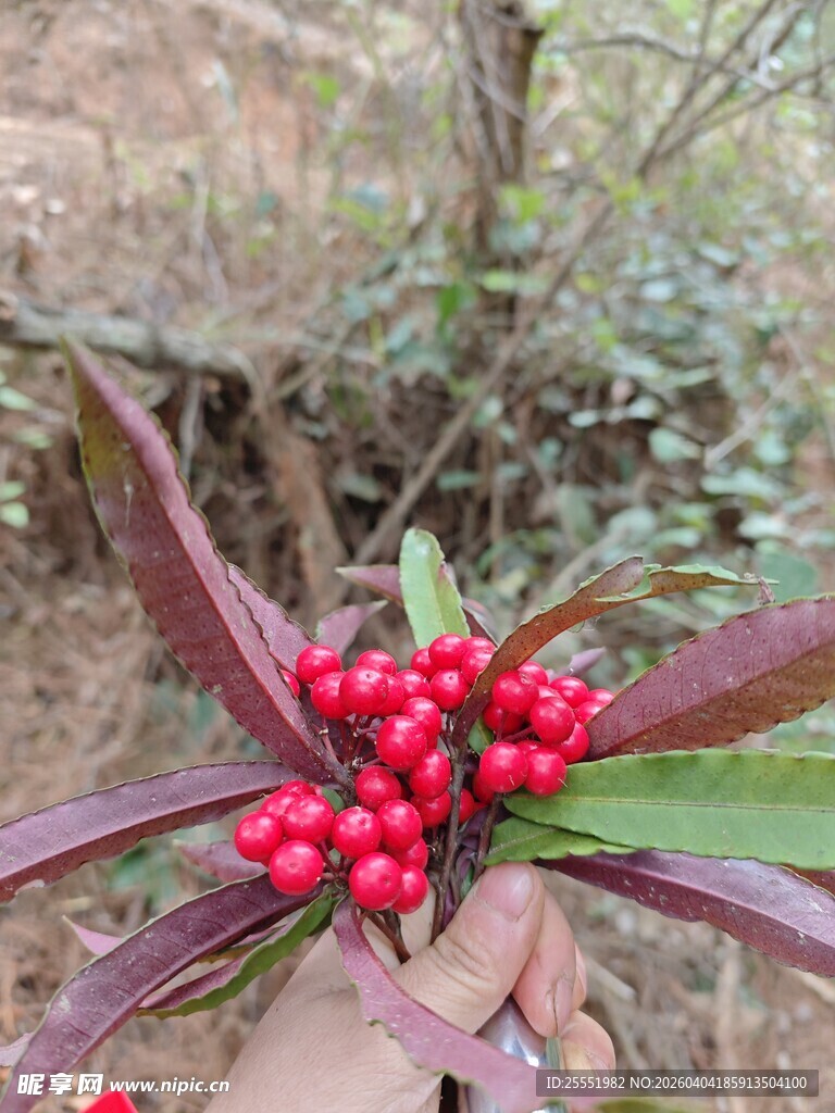 手捧红果的野外植物景象