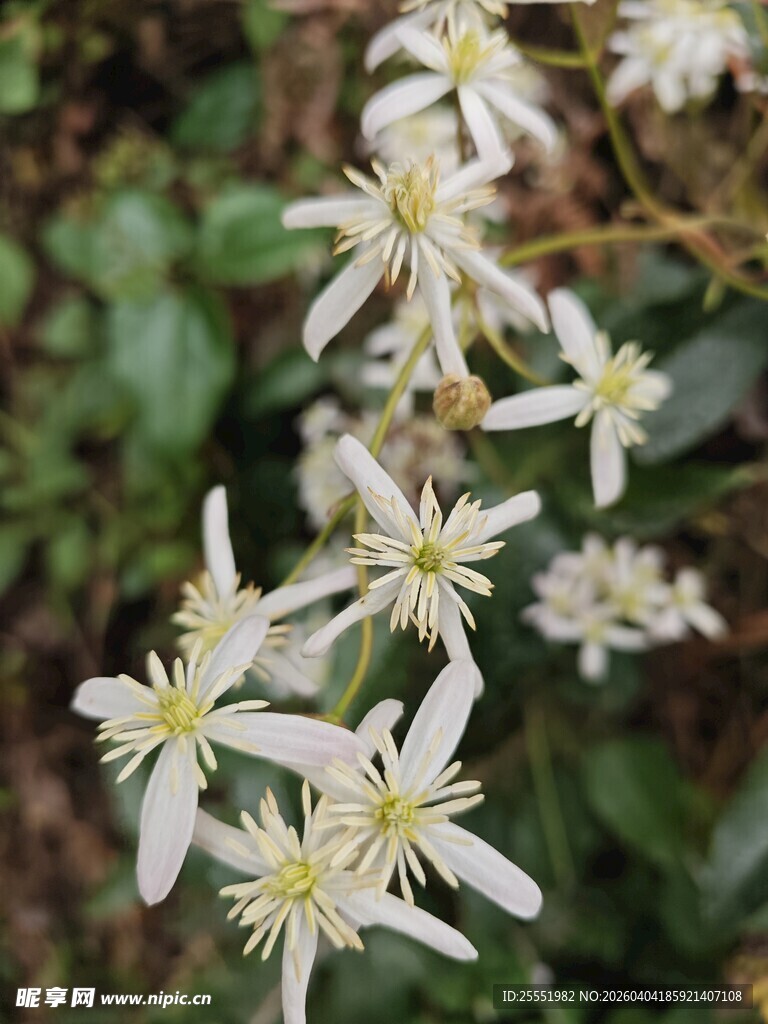 白色小花绽放于绿叶间