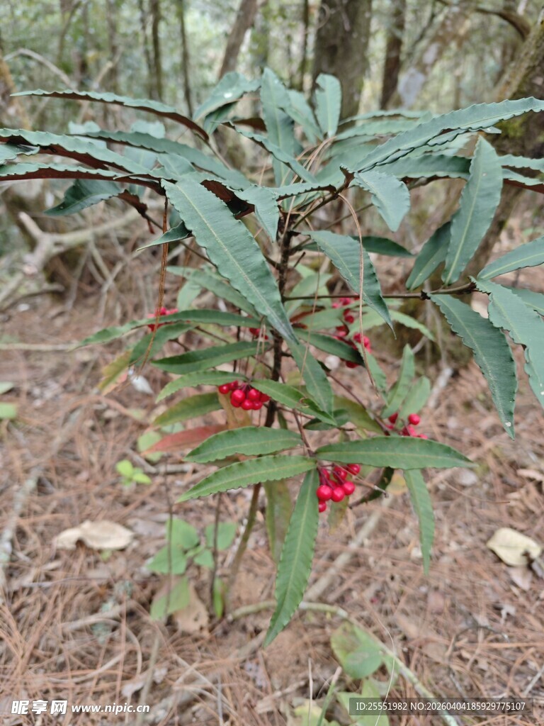 山林中带红果的绿色植物