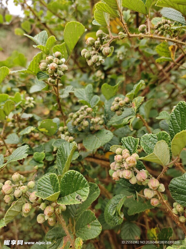 长满果实的绿色植物