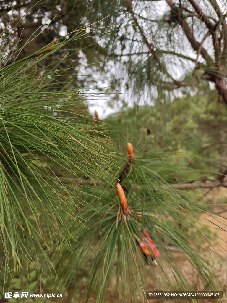 松树枝干上的新生松果