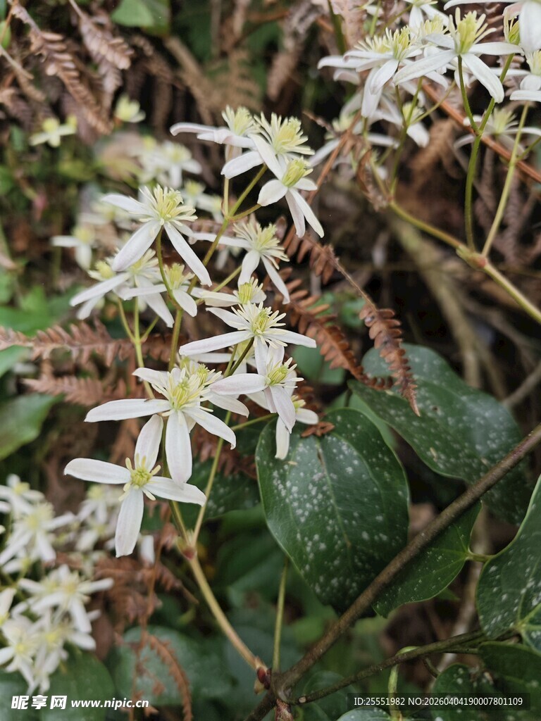 白色小花绽放于绿叶间