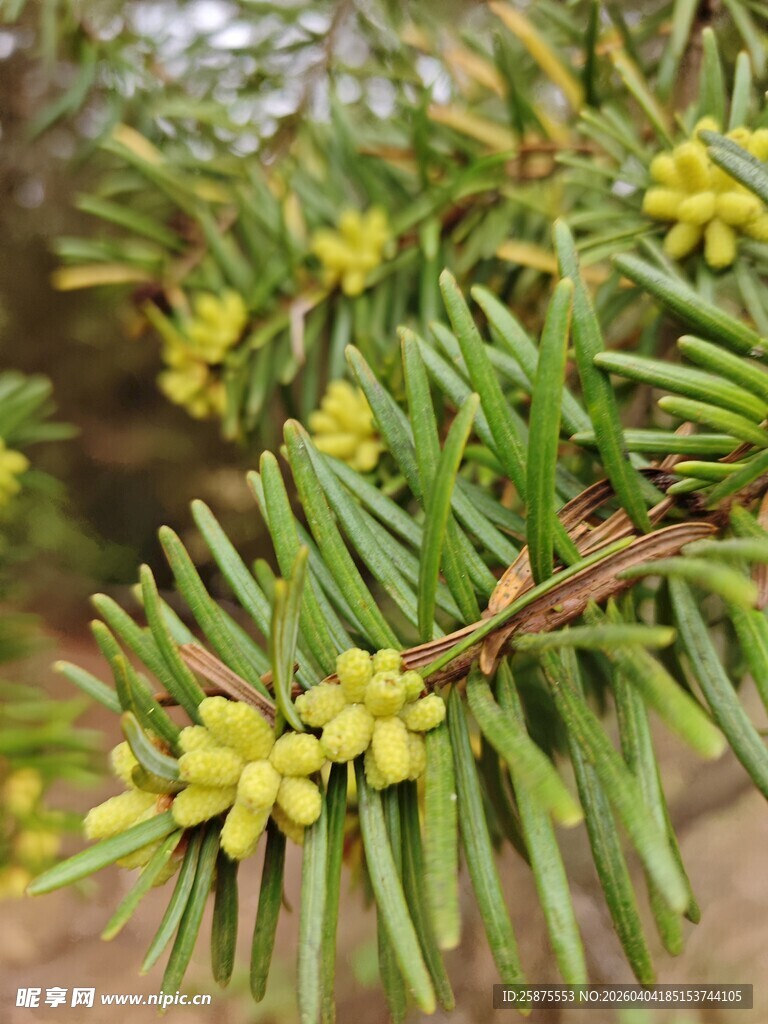 松树枝头的嫩黄小花