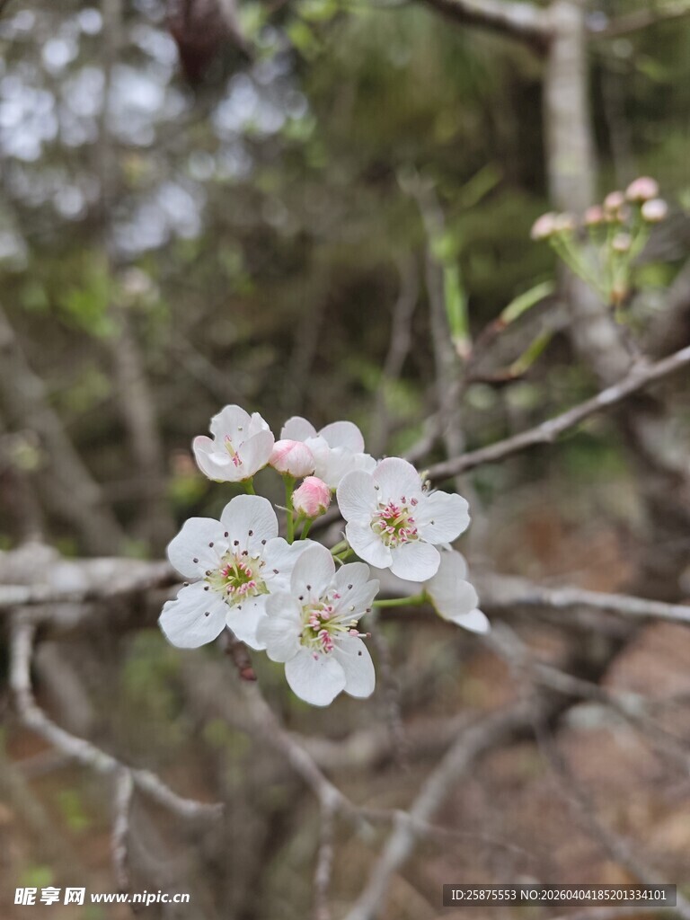 枝头绽放的素雅白色小花