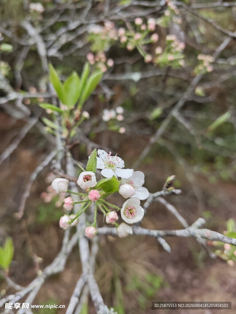 枝头绽放的白色小花