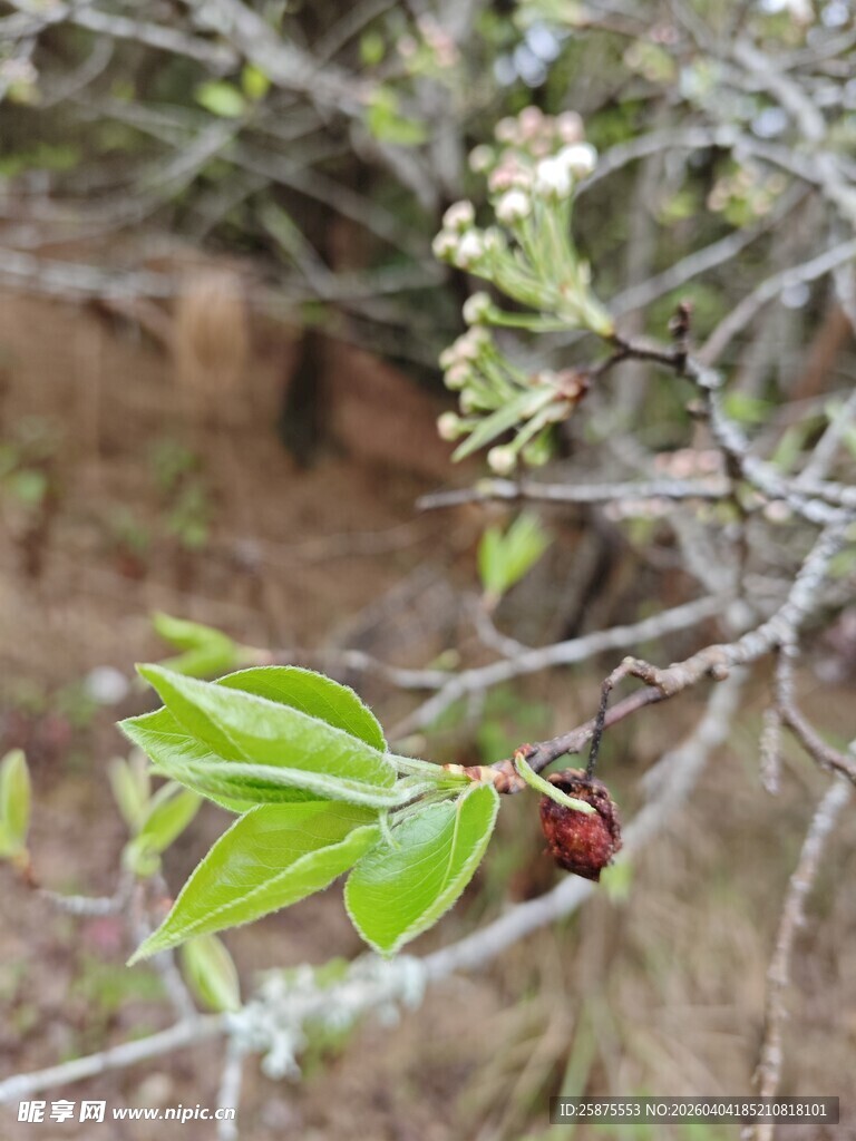 枝头绿叶与红果