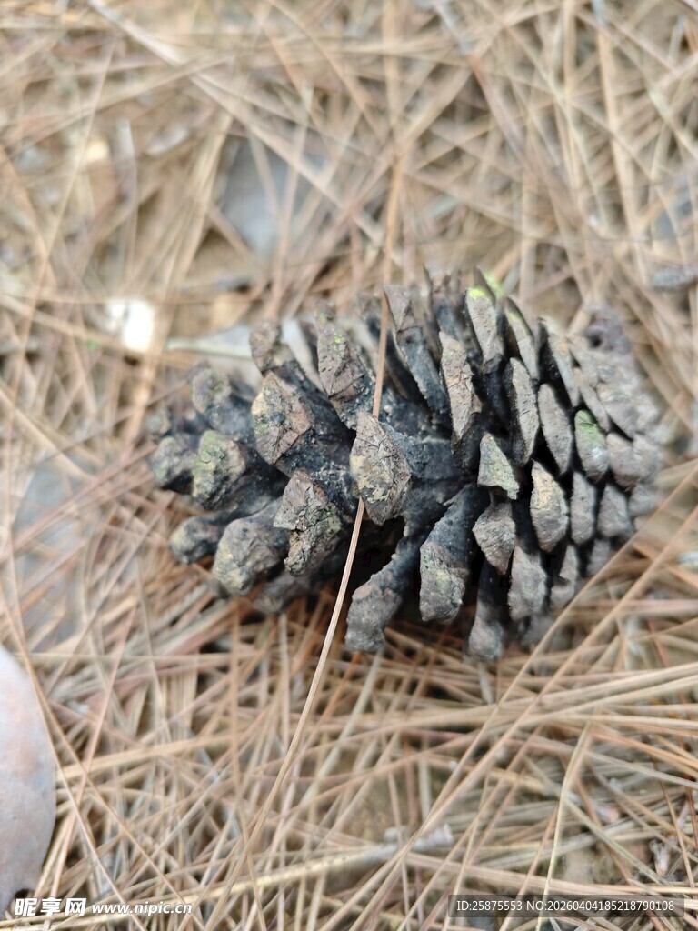 地面上的松果特写