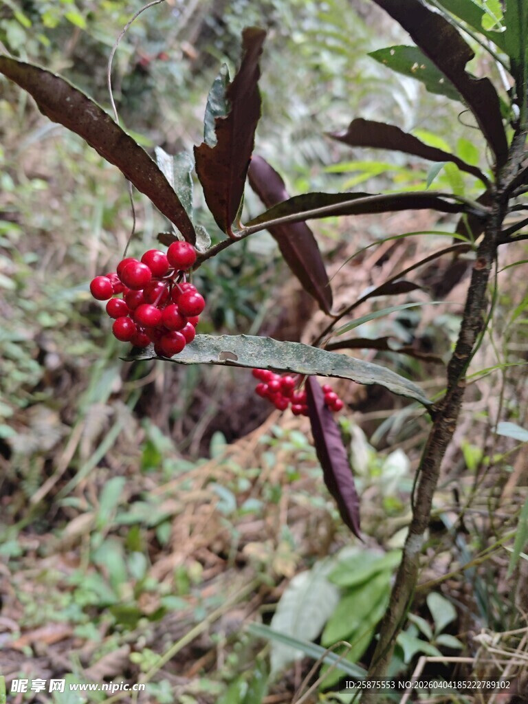 山林中红果枝