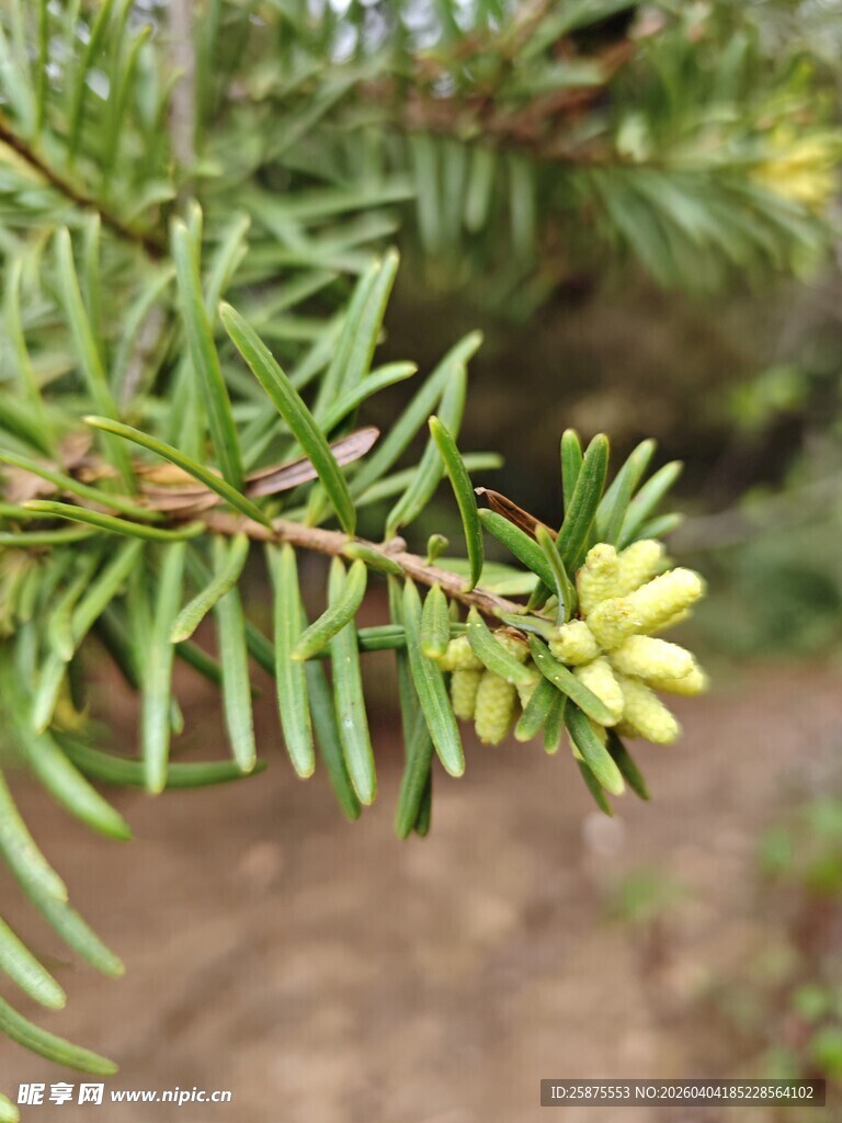 松树枝头的嫩绿松果