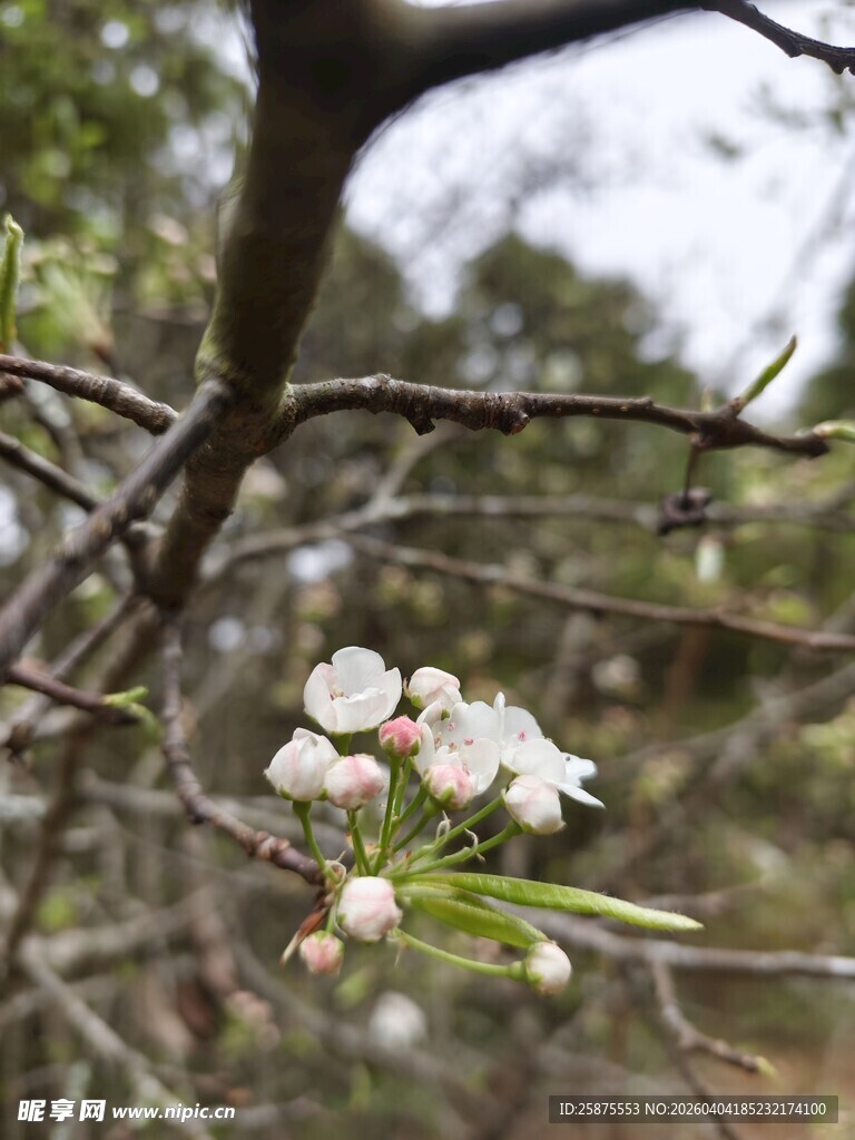 枝头绽放的白色小花