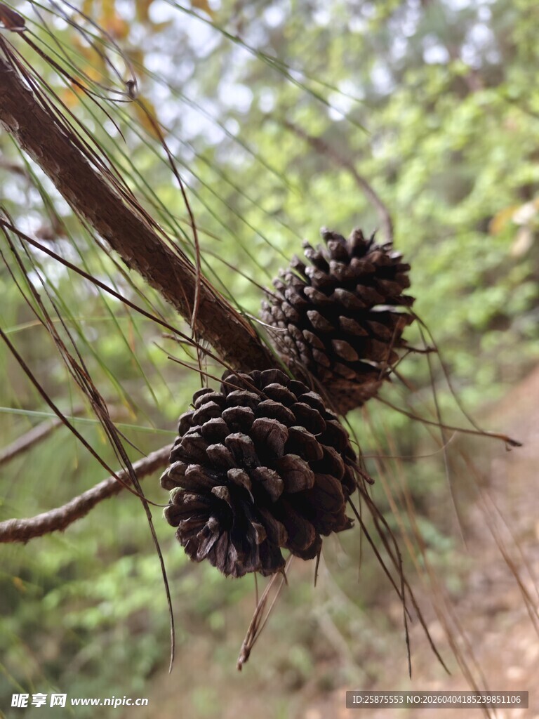 树枝上的松果特写