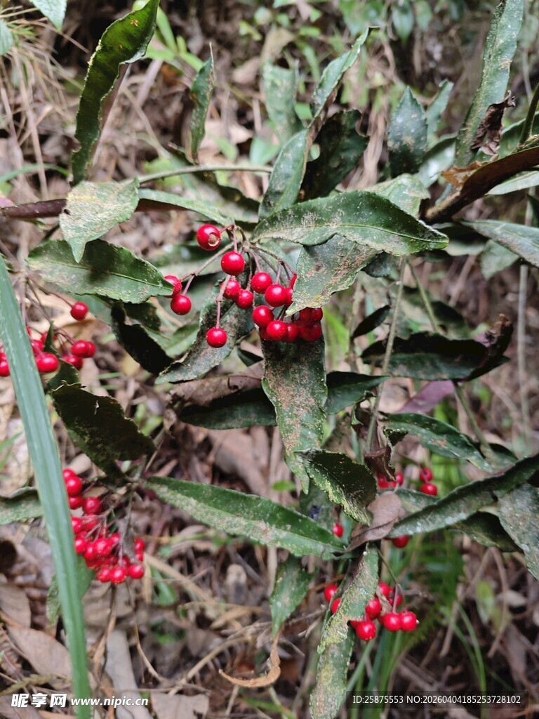 绿叶间的鲜红浆果
