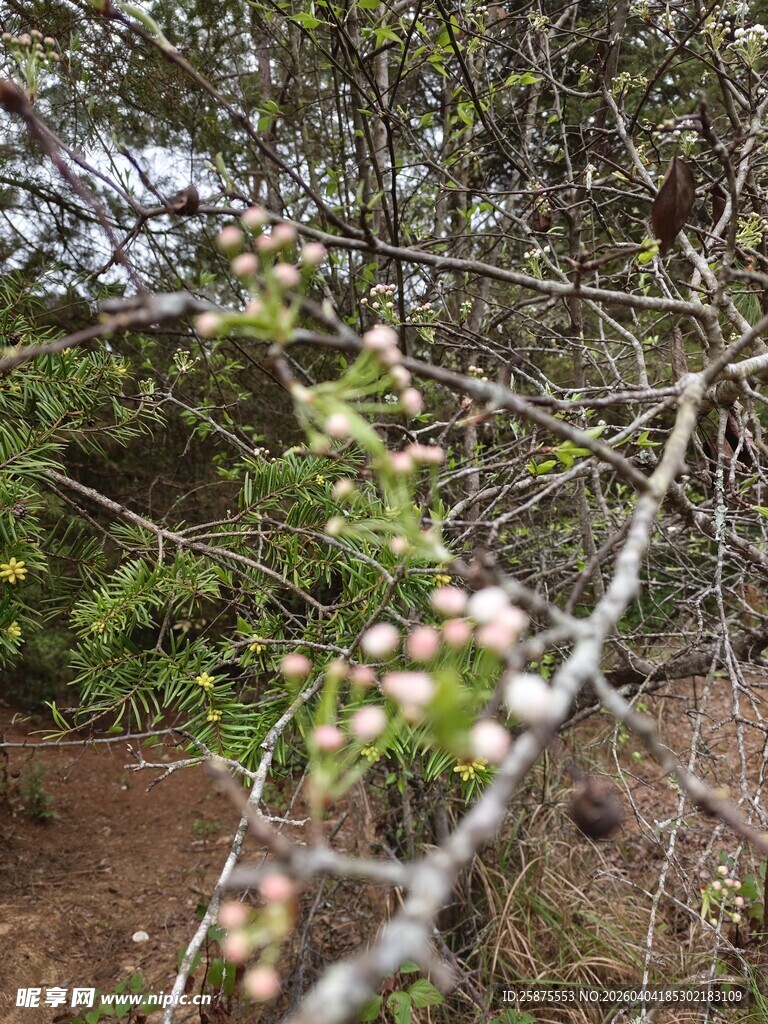 带果实的带刺枝条特写