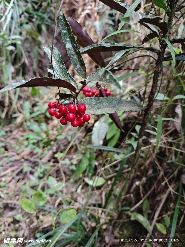 山林间的红果植物