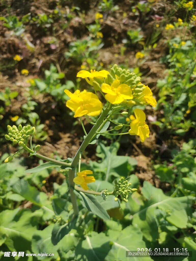 田野中的黄色油菜花