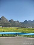 公路旁金黄花海与远山