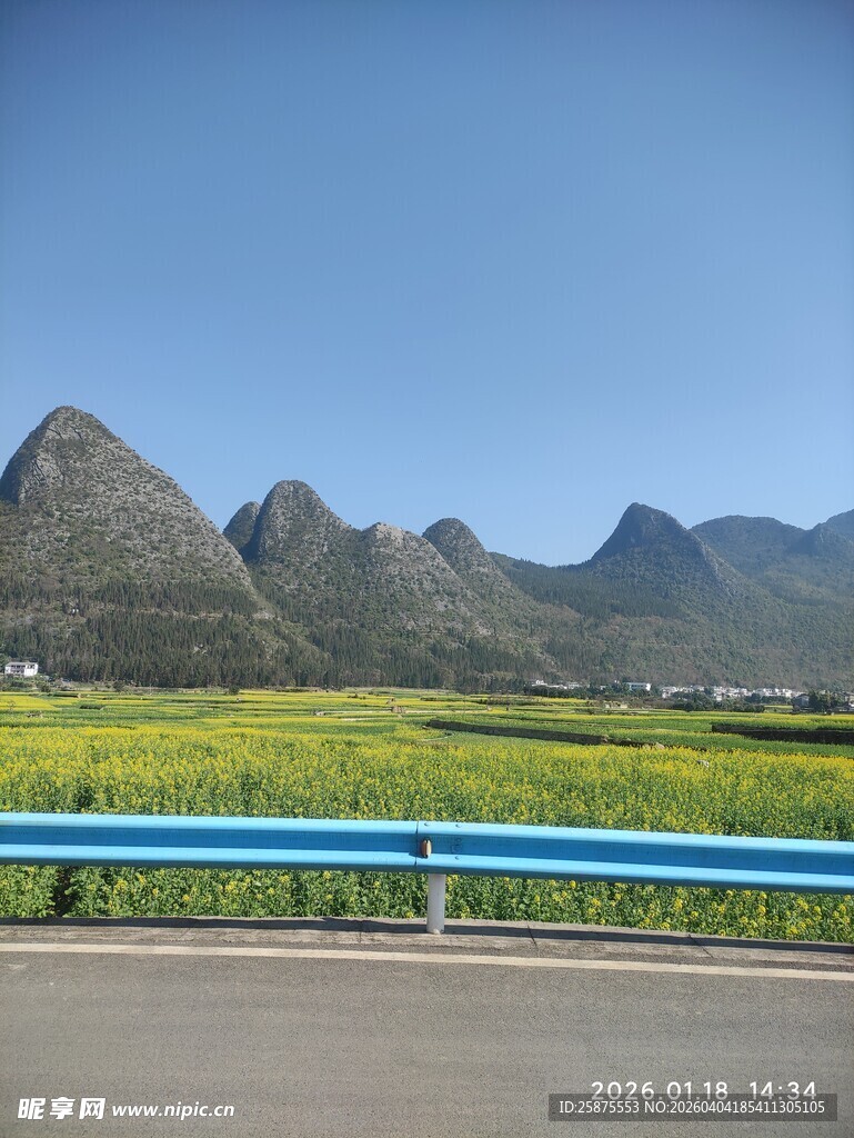 公路旁金黄花海与远山
