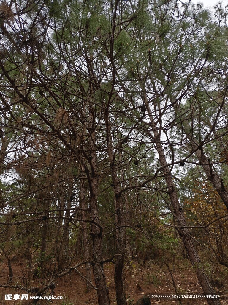 茂密松林的自然景致