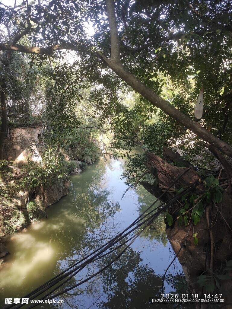 林间溪流  自然静谧之景