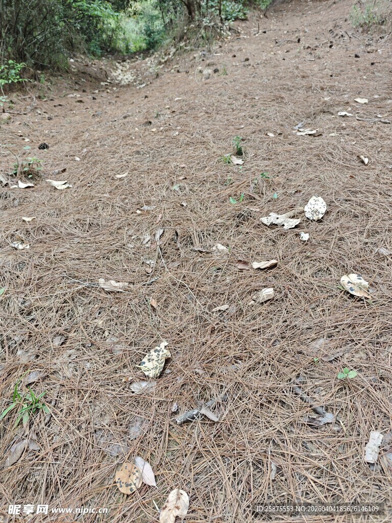 林间泥土地面散落枯叶