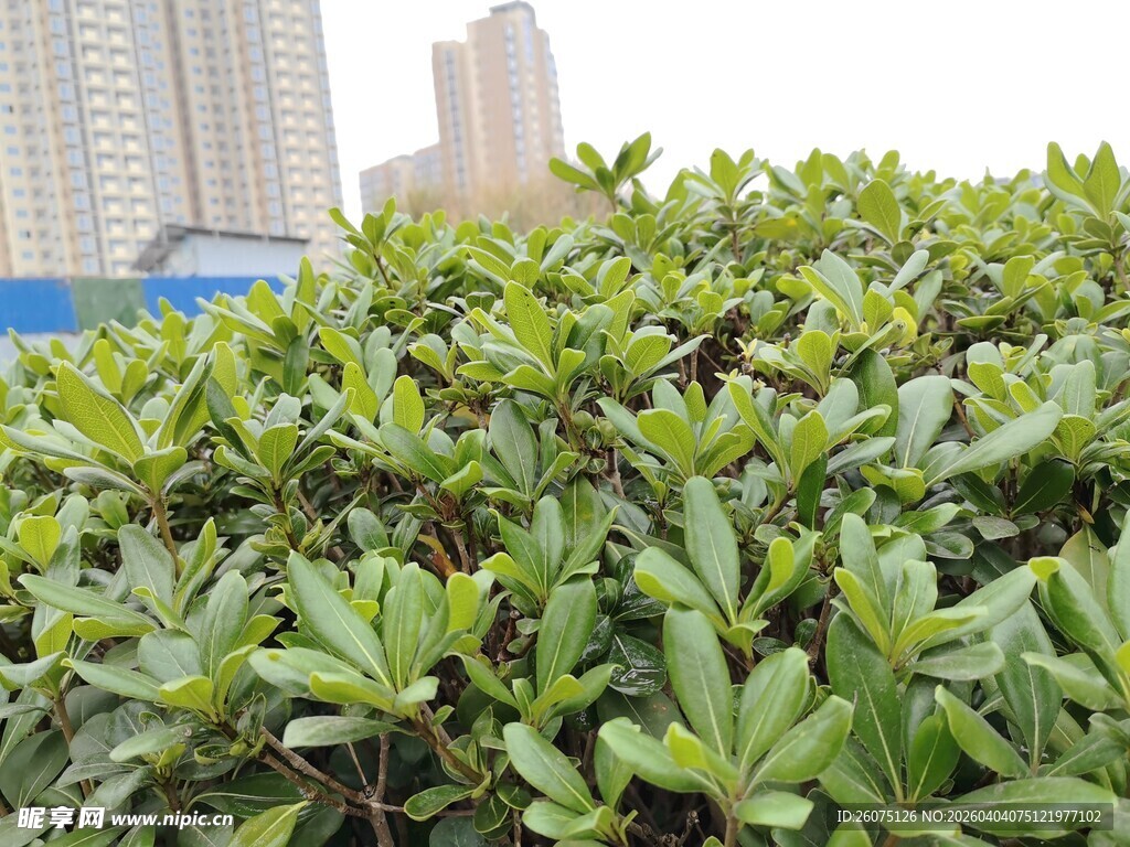 绿叶繁茂的城市绿植景观