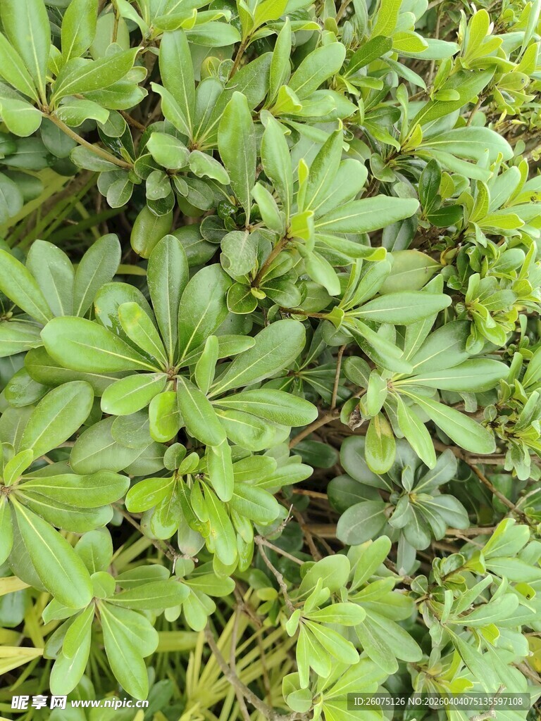 翠绿繁茂的植物叶片