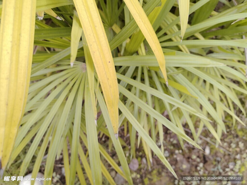 金黄扇形叶片的独特植物