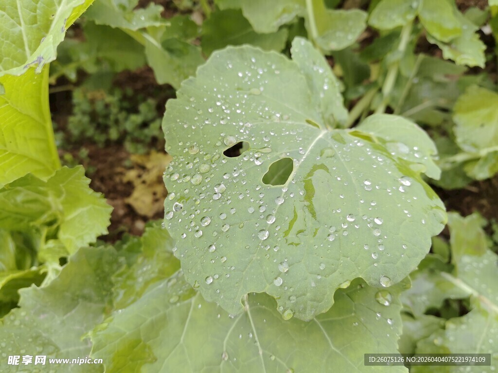 带水珠绿叶上的小黑虫