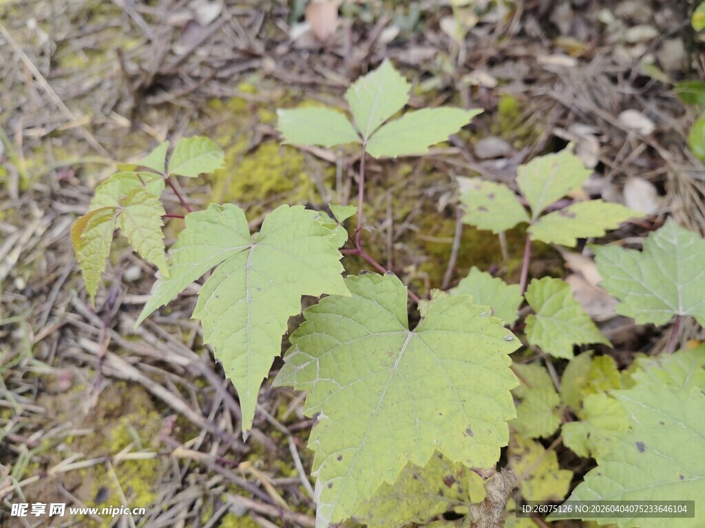 地面上的嫩绿植物