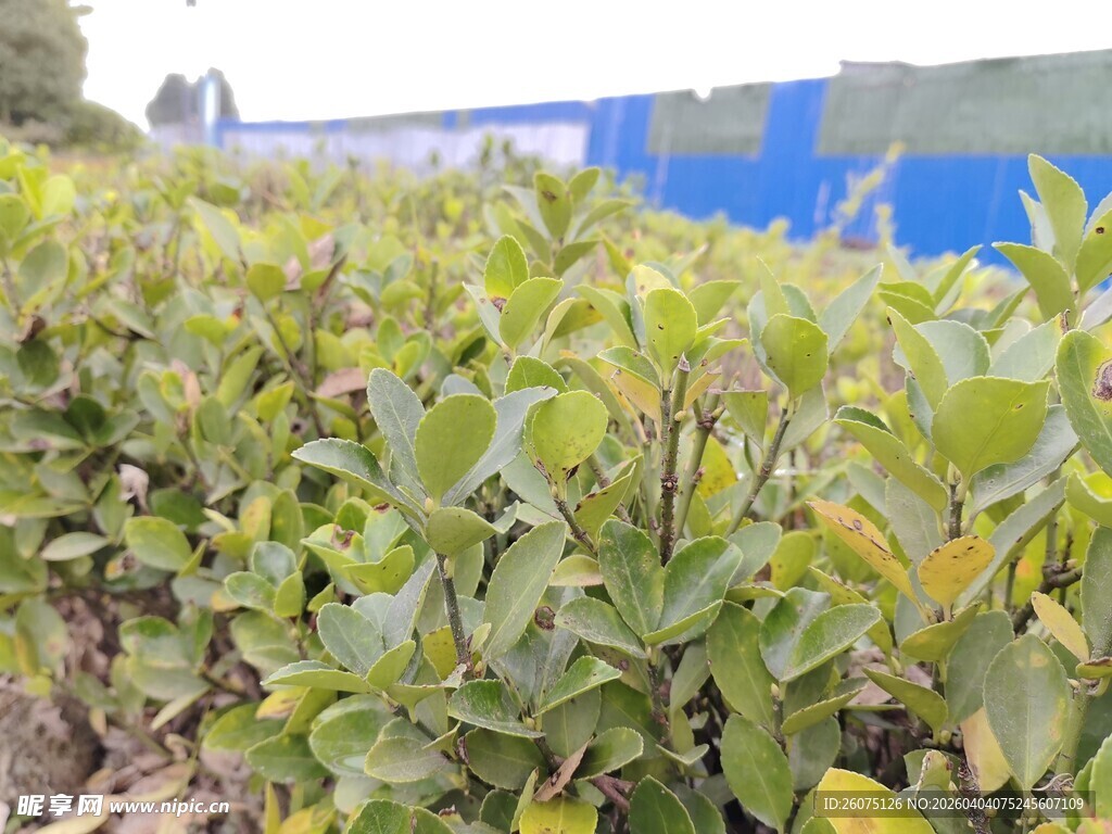 绿叶繁茂的植物景观