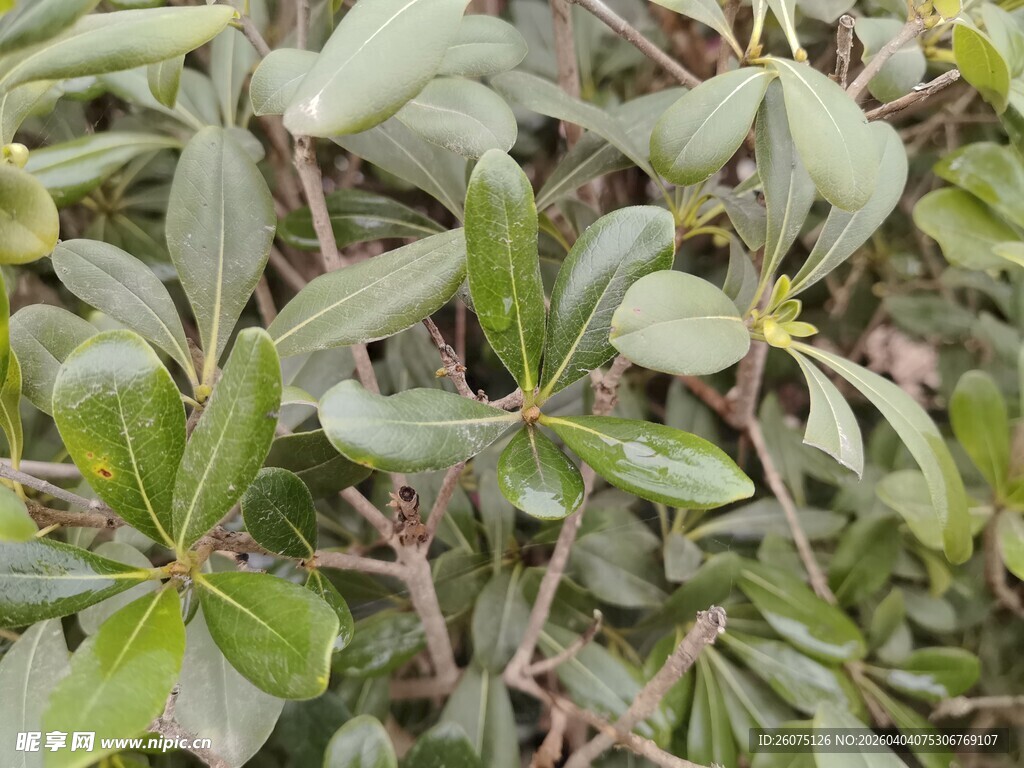 绿叶繁茂的植物特写